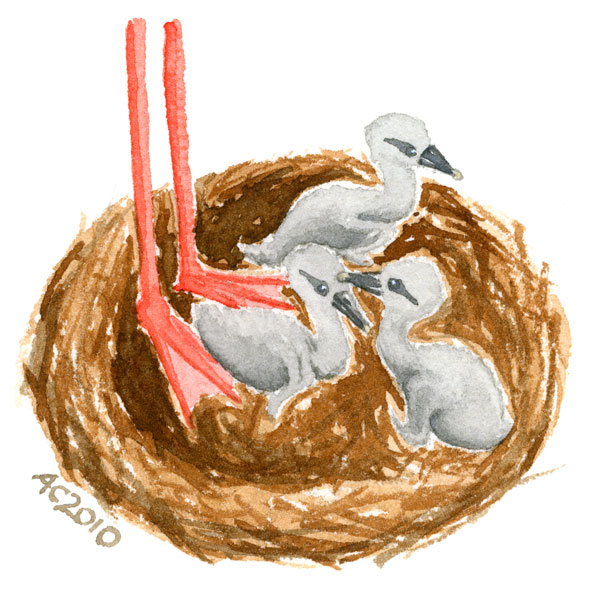 Baby Storks for StorkNet Family
