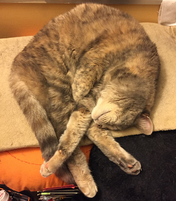 Belladonna in a Master-level catnap yoga pose