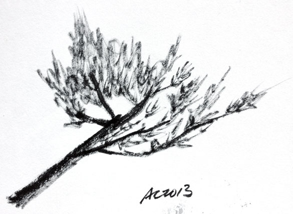 Branch sketch by Amy Crook