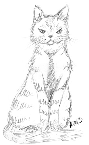 Cat sketch by Amy Crook