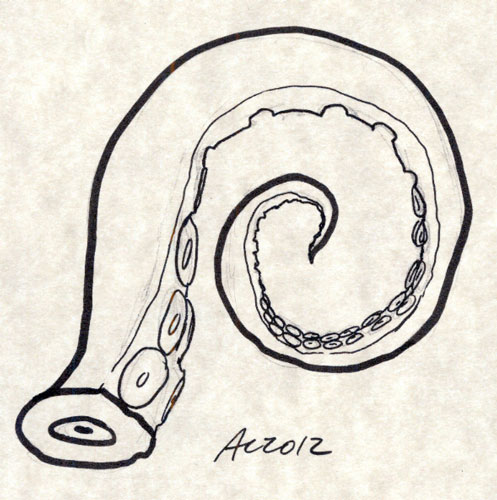 Tentacle sketch by Amy Crook