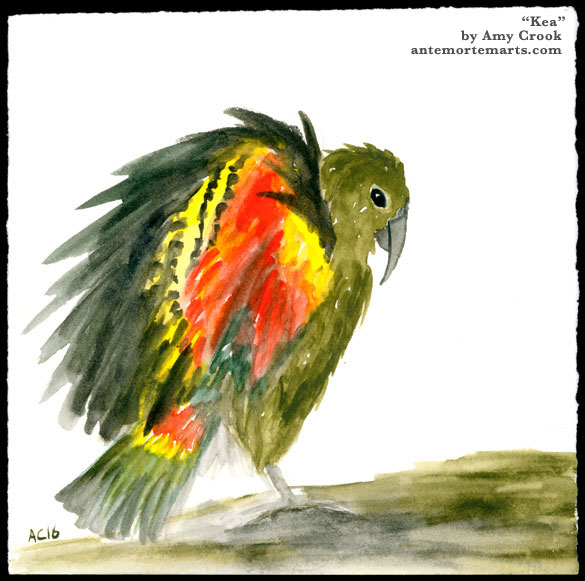 Kea, watercolor by Amy Crook