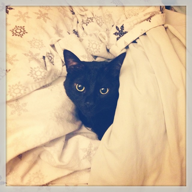 black cat snuggled up in snowflake print bedsheets
