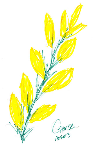 Sharpie Gorse Blossoms by Amy Crook