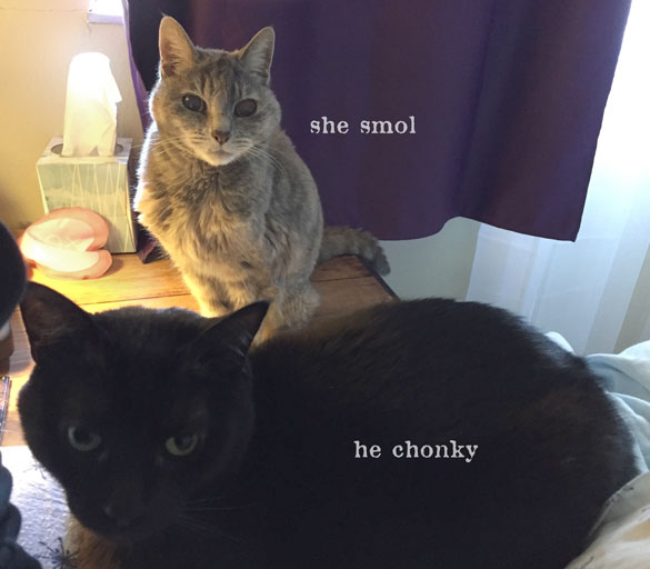she smol. he chonky. photo of two kitties of varying size.